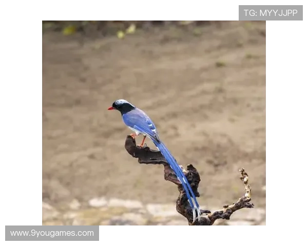 开云专家解读电竞BP博弈连红预测爆冷绝杀